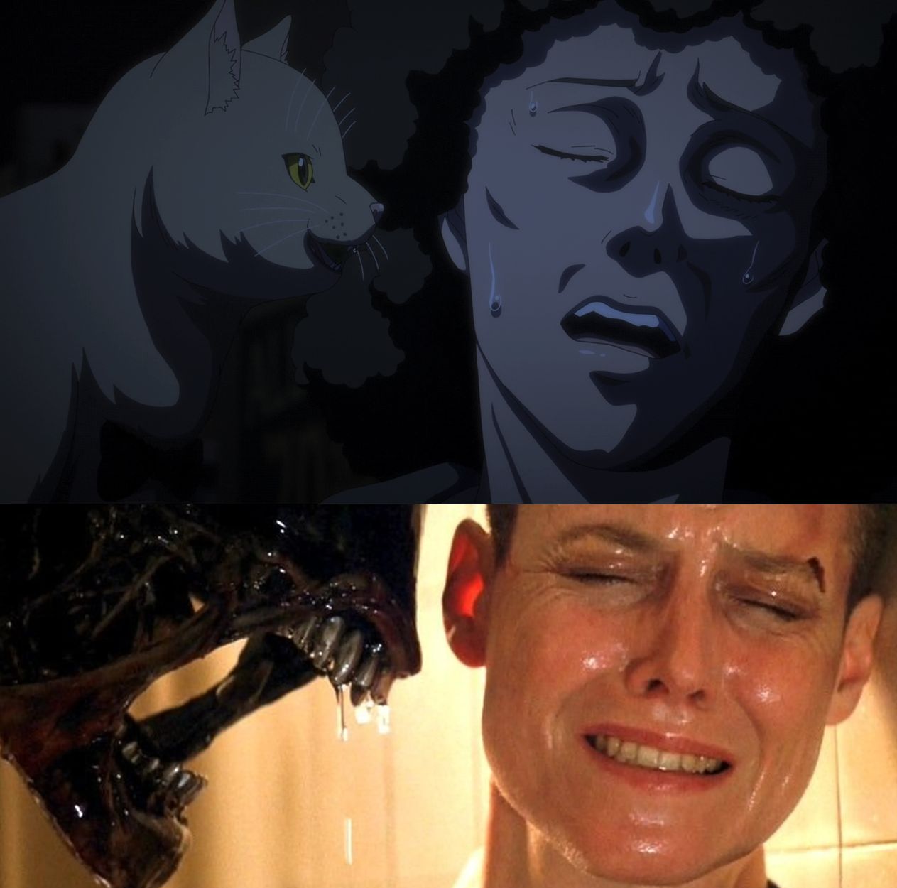 [Imagen: catalien.jpg]